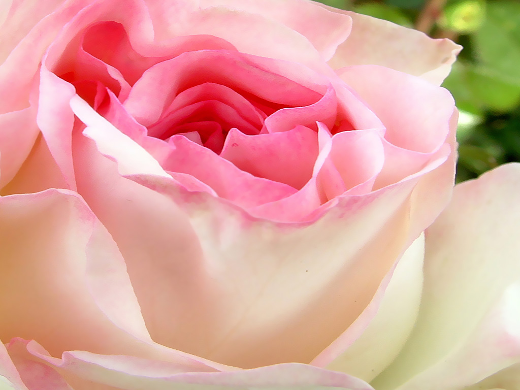 http://www.wallpage.ru/imgbig/wallpapers_17654.jpg