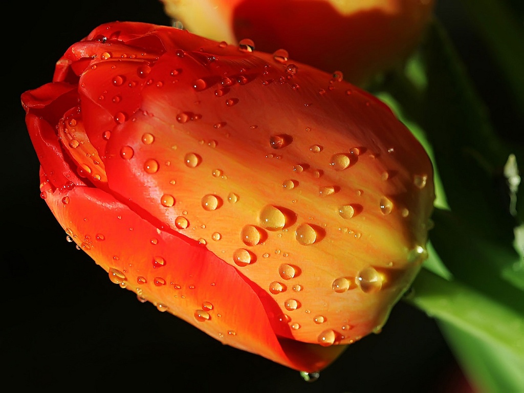 wallpapers_17762.jpg