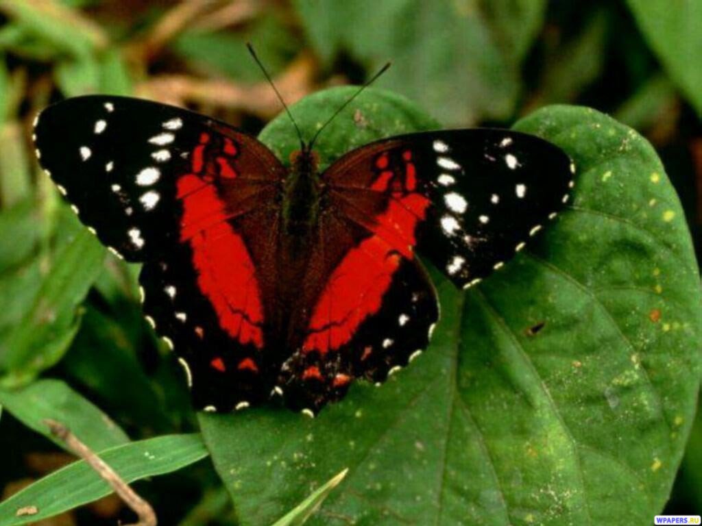 wallpapers_2390.jpg