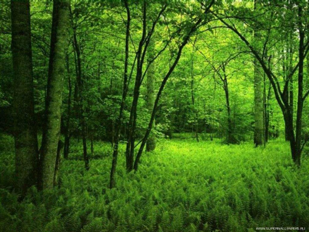 conservation of forest for a happy future conservation of forest for a happy future