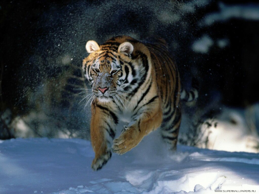 wallpapers_27961.jpg