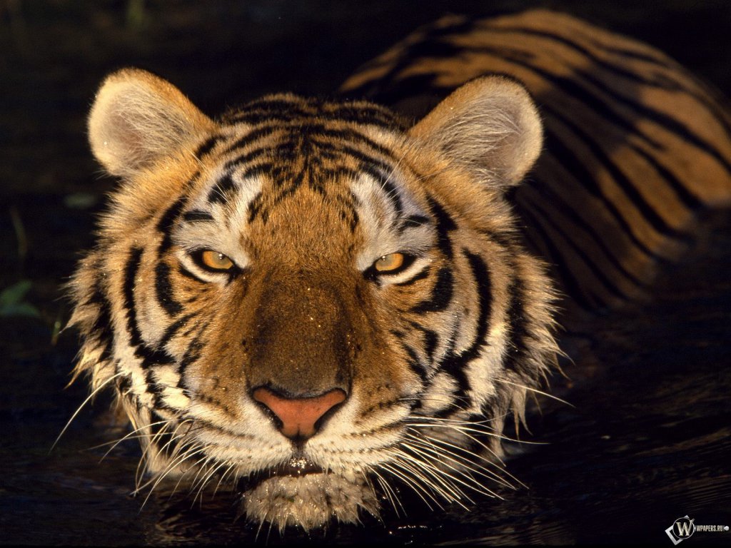 wallpapers_3168.jpg
