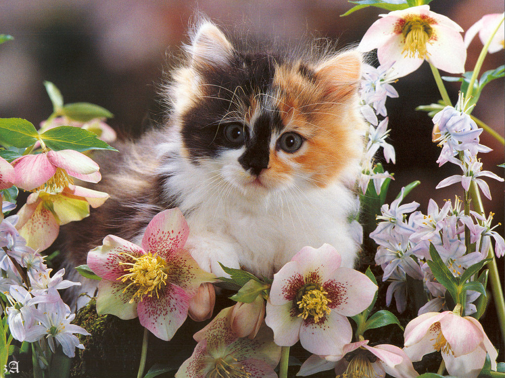 wallpapers_37945.jpg