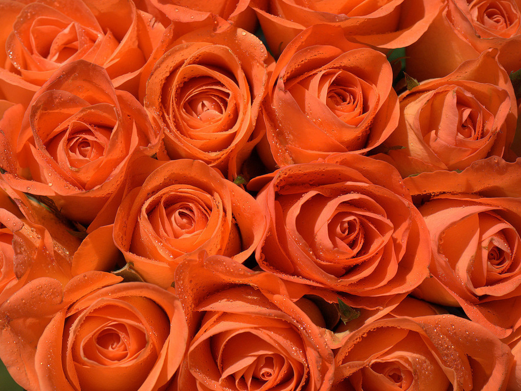 Picture Orange roses Pictures