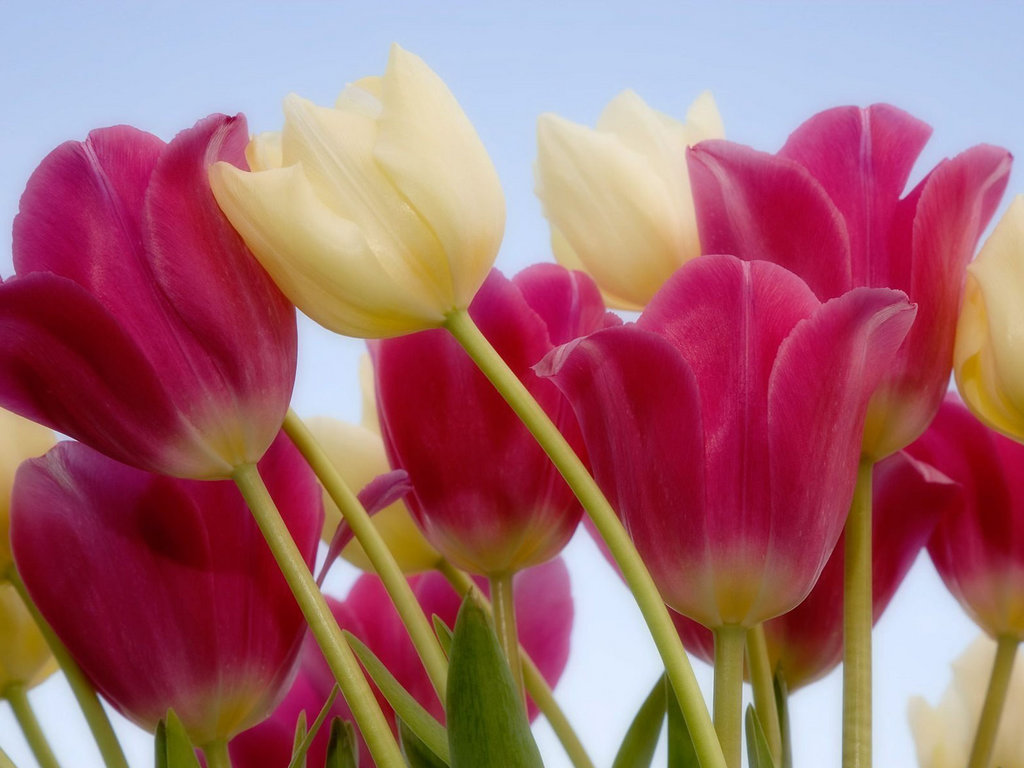 wallpapers_42856.jpg