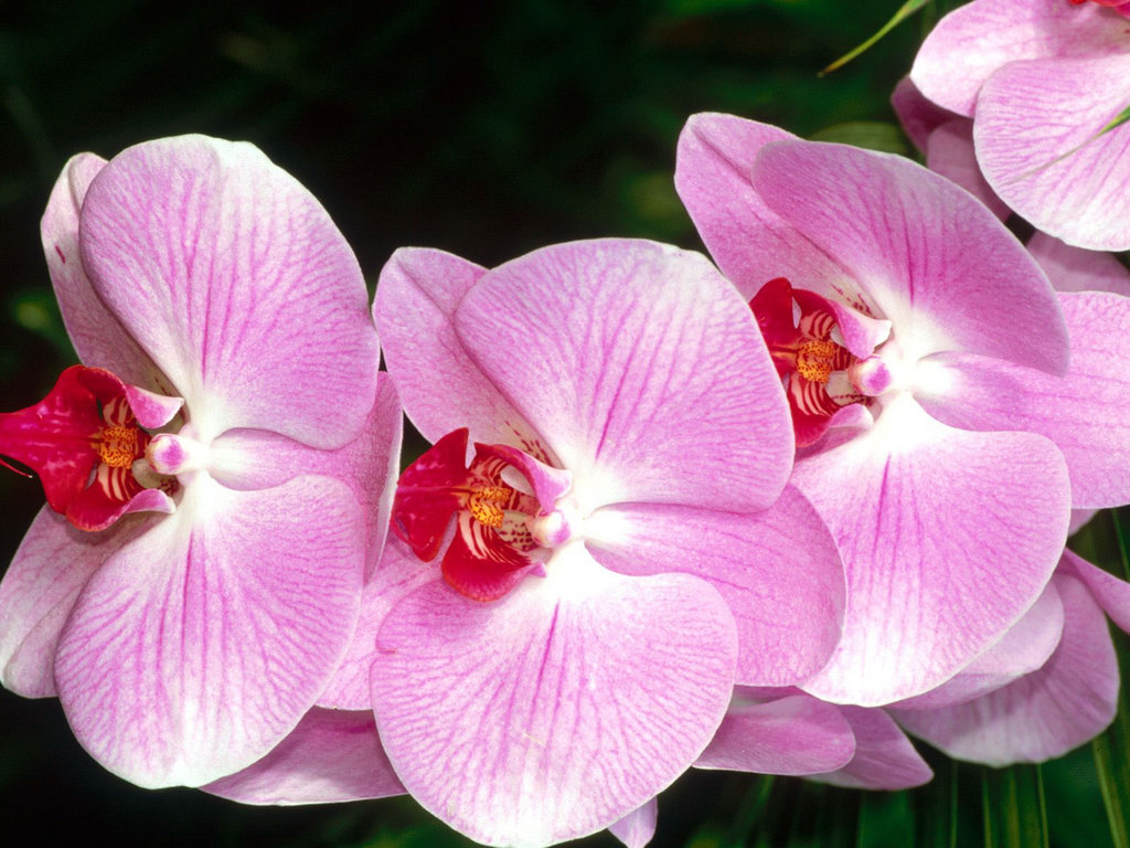 Банк Обоев: обои Розовая орхидея на темном фоне, фото - Обои для рабочего стола Розовая орхидея на темном фоне фото - Раздел обо