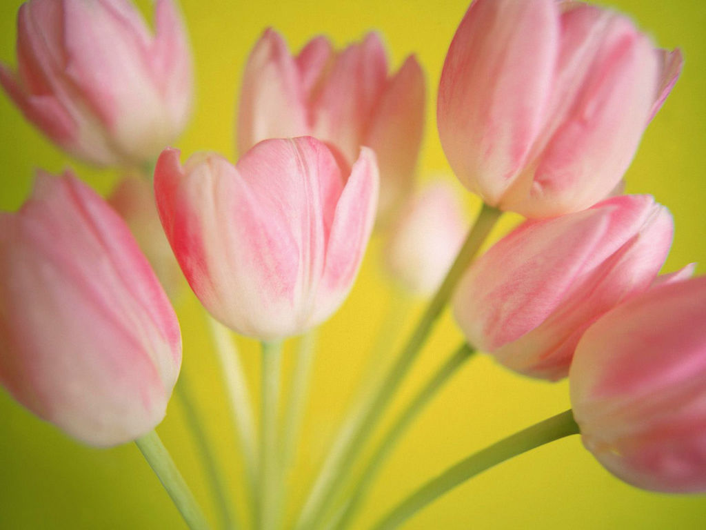 wallpapers_42923.jpg