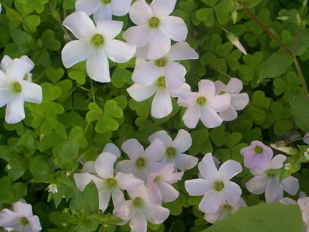 НОВЫЕ ЦВЕТЫ Сайт floraworld!