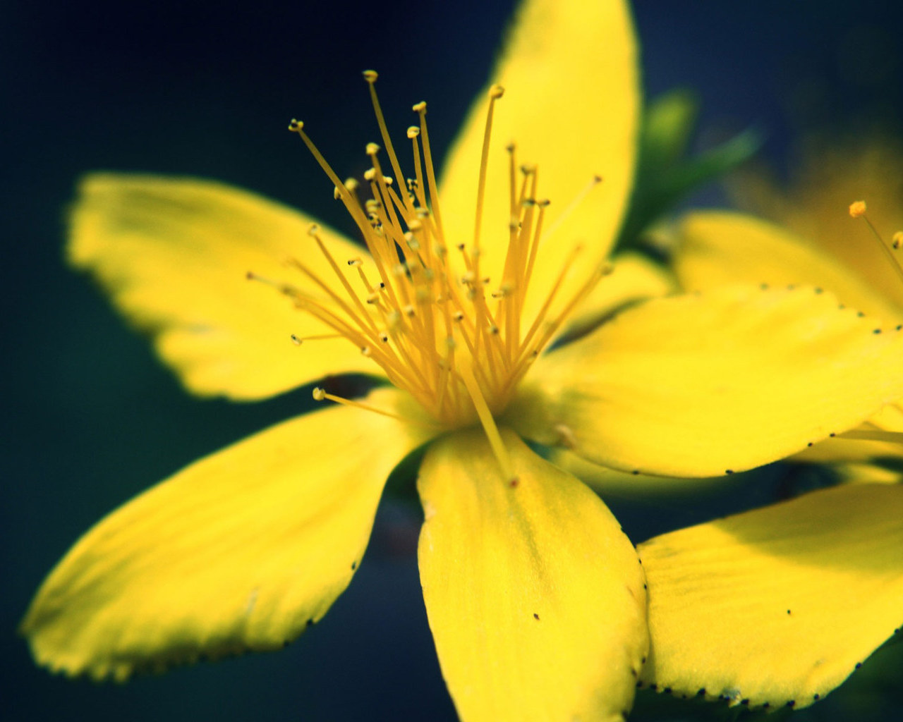 Yellow flowers images and photos Yellow flowers images and photos