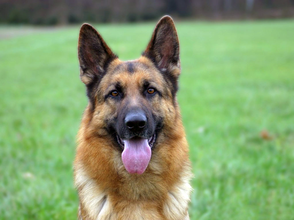 Картинку Самые лучшие собаки - Картинки собачек даром бесплатно.