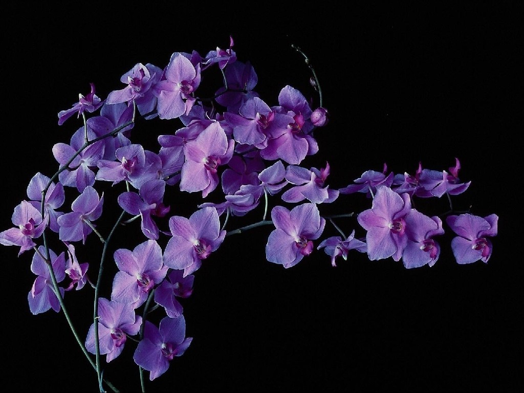 Flowers Desktop Wallpapers FREE on Latoro.com