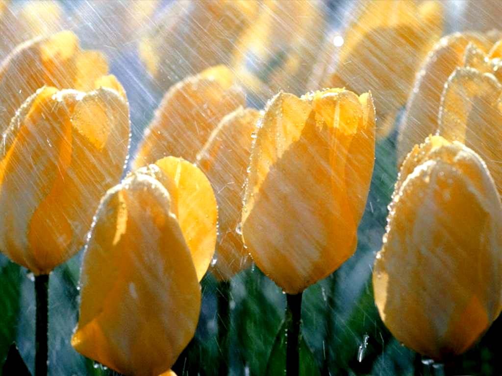 wallpapers_77659.jpg