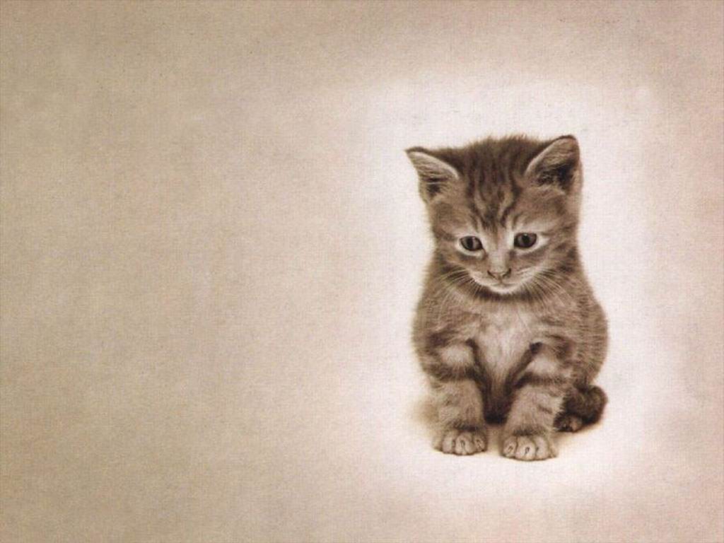 Маленький красивый котёночек - картинки на рабочий стол и обои скачать