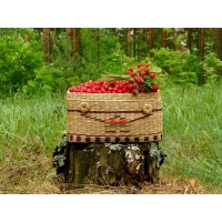 Земляника обои (3 шт.) Земляника обои (3 шт.)