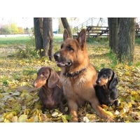 Овчарки обои (4 шт.) Овчарки обои (4 шт.)