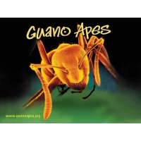 Guano Apes  (2 .)