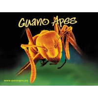 Guano Apes обои (2 шт.) Guano Apes обои (2 шт.)