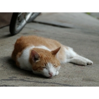 Кошка обои (4 шт.) Кошка обои (4 шт.)