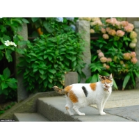 Кошка обои (4 шт.) Кошка обои (4 шт.)