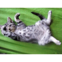 Котенок обои (5 шт.) Котенок обои (5 шт.)
