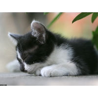 Котенок обои (5 шт.) Котенок обои (5 шт.)