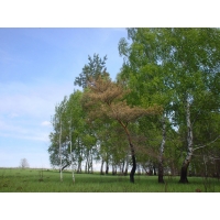 Рощи обои (2 шт.) Рощи обои (2 шт.)
