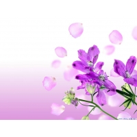 Лютики обои (3 шт.) Лютики обои (3 шт.)