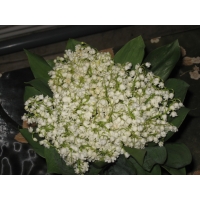 Ландыши обои (7 шт.) Ландыши обои (7 шт.)
