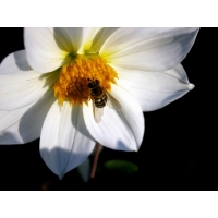Георгины обои (12 шт.) Георгины обои (12 шт.)