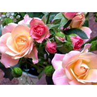 Кусты обои (2 шт.) Кусты обои (2 шт.)