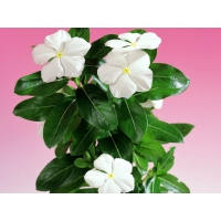 Флоксы обои (4 шт.) Флоксы обои (4 шт.)