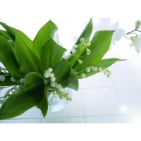 Ландыши обои (7 шт.) Ландыши обои (7 шт.)