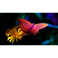 Flower and the butterfly, картинки - фон для рабочего стола Flower and the butterfly, картинки - фон для рабочего стола