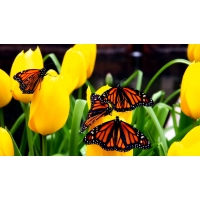 Butterflies, фоновые рисунки на рабочий стол Butterflies, фоновые рисунки на рабочий стол