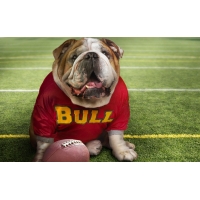 Bulldog fan,         