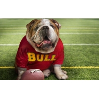 Bulldog fan, картинки и обои на рабочий стол компьютера скачать бесплатно Bulldog fan, картинки и обои на рабочий стол компьютера скачать бесплатно