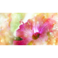 Fantastic beauty a flower, картинки - это супер рабочий стол Fantastic beauty a flower, картинки - это супер рабочий стол
