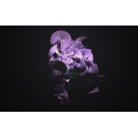 Digital Flower, картинки и обои - это крутой рабочий стол Digital Flower, картинки и обои - это крутой рабочий стол