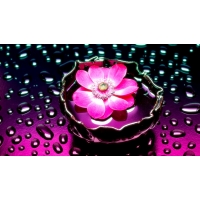 Petals_And_Water, обои скачать бесплатно и фотографии Petals_And_Water, обои скачать бесплатно и фотографии