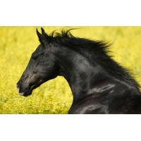 Friesian, картинки, обои, скачать заставку на рабочий стол Friesian, картинки, обои, скачать заставку на рабочий стол