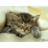 Котенок обои (5 шт.) Котенок обои (5 шт.)