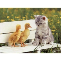 Котенок обои (5 шт.) Котенок обои (5 шт.)