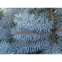 Ели обои (3 шт.) Ели обои (3 шт.)