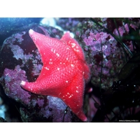 Морская звезда, обои и красивые картинки на рабочий стол Морская звезда, обои и красивые картинки на рабочий стол