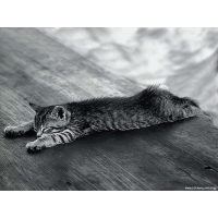 Коты обои (4 шт.) Коты обои (4 шт.)