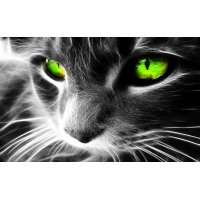 Коты обои (4 шт.) Коты обои (4 шт.)