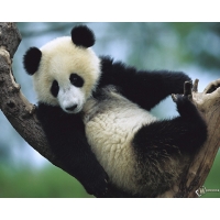 Giant Panda Cub Sichuan China   ,   