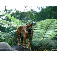 Sumatran Tiger          
