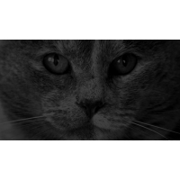 Котэ следит за тобой - картинки, обои на рабочий стол широкоформатный Котэ следит за тобой - картинки, обои на рабочий стол широкоформатный