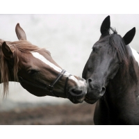 Horses Kiss       